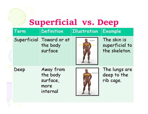 anatomy and physiology-lecture2.pdf