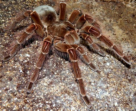 MF Lagertha - Theraphosa blondi (Goliath Birdeater) | Tarantula Forum
