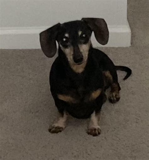 my 15 year old bb, named otis 🤍 : r/Dachshund