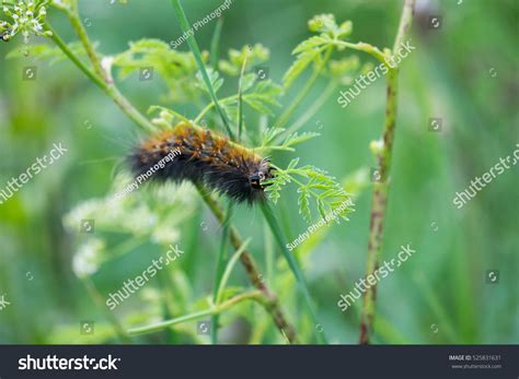 Salt Marsh Moth Caterpillar Estigmene Acrea Stock Photo 525831631 ...