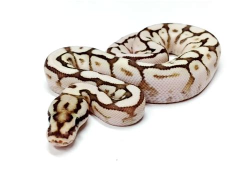 Image result for Lesser Spider Ball Python