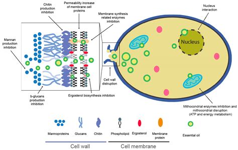 Eco-Sustainable Approaches to Prevent and/or Eradicate Fungal ...
