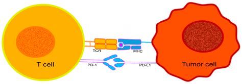 Glioblastoma and Immune Checkpoint Inhibitors: A Glance at Available ...