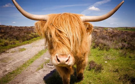 Download Animal Highland Cattle HD Wallpaper