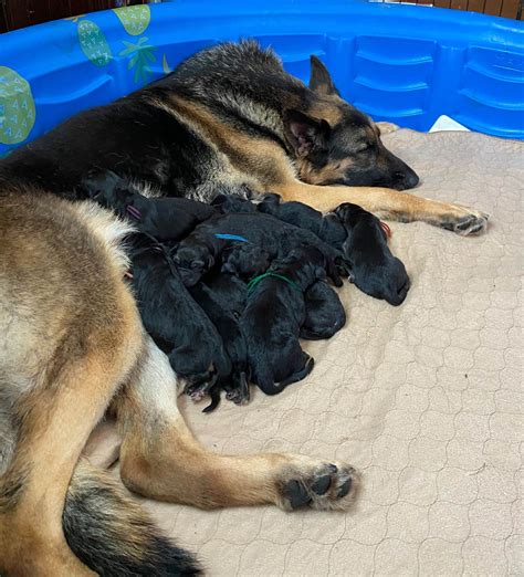 Kc registered german shepherd puppies online