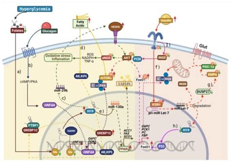 Role of Long Non-Coding RNAs and the Molecular Mechanisms Involved in ...