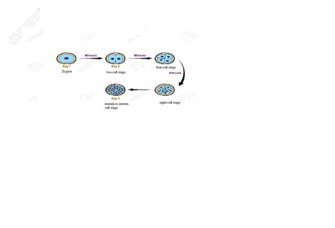 Where is morula formed in humans? Draw a flow chart to explain the ...
