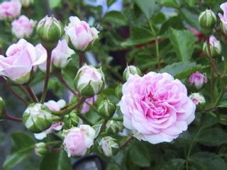 Image result for Spring File Cepit