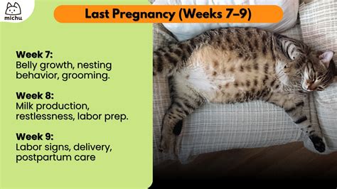 How to Tell If a Cat Is Pregnant? Signs & Symptoms – MichuPet