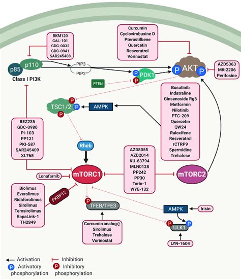 Overview of the PI3K/AKT/mTOR pathway and drug targets. Drugs that ...