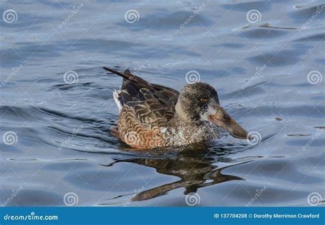 Northern Shoveler duck hen stock photo. Image of plumage - 137704208