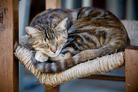 Why Do Cats Purr When You Hug Them at John Hipple blog