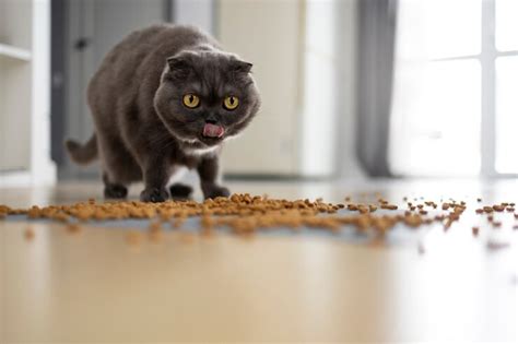 Best Grain-Free Cat Foods | Healthy Diet