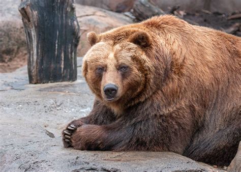 Brown Bear Chat - Indianapolis Zoo