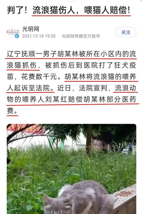 优享资讯 | 男子被流浪猫抓伤，女子因投喂行为被男子索赔，法院判决惹争议