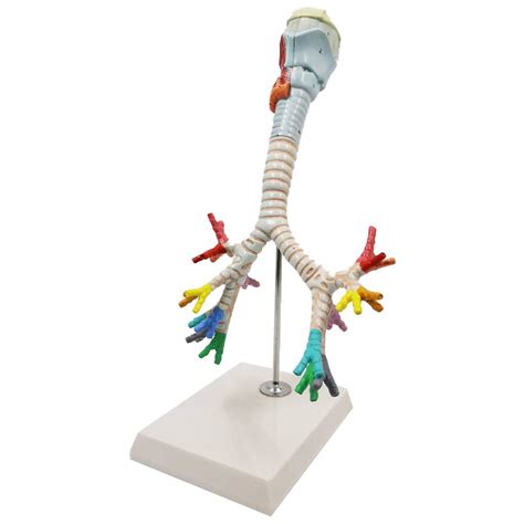 Buy erddcbb Human Larynx and Trachea Bronchial Tree Model ...