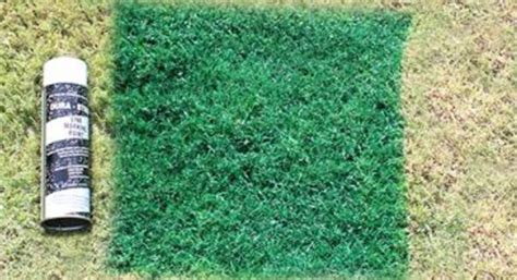 Image result for Golf Course Colorant Application
