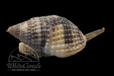 Nassarius sp. - Sandschnecke - online kaufen