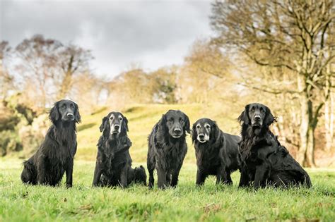 Black Flat Coated Retriever