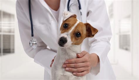 Veterinary Checkups for Dogs & Cats - Oceanside Animal Hospital