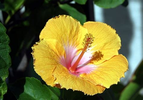 Realisation of the new creation, spiritual meaning of flower