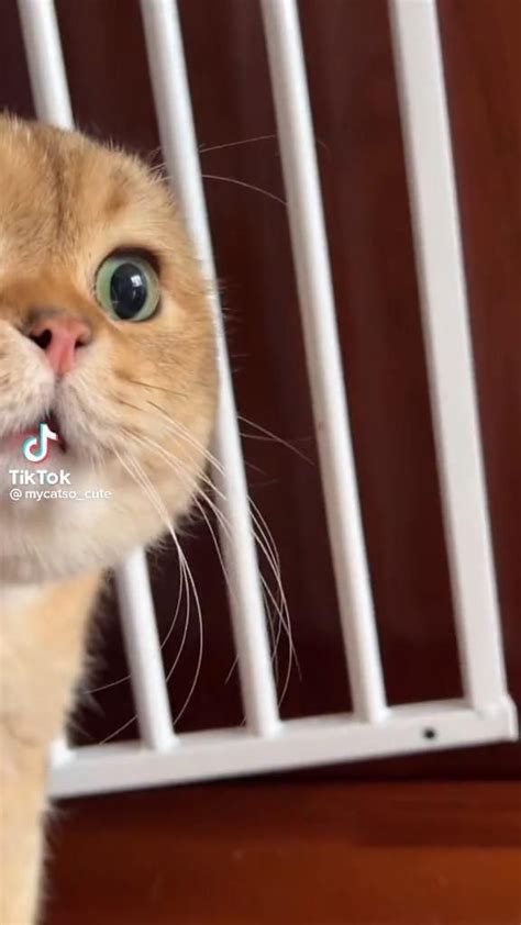 Image result for Funny Script Kitty Code