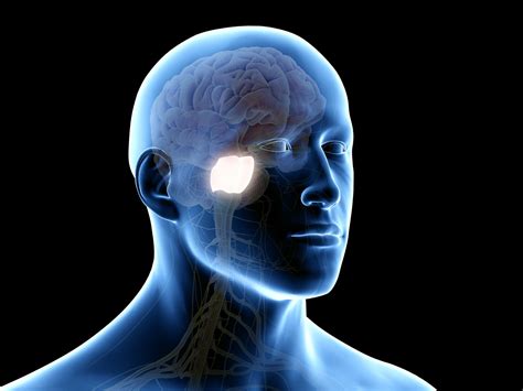 Image result for Pons Function