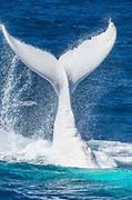 white whale 的图像结果