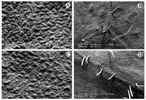 Effect of Paclobutrazol Application on Plant Photosynthetic Performance ...
