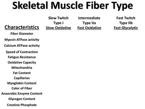 Image result for Skeletal Muscle Fiber Types