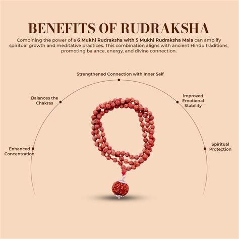 6 Mukhi Rudraksha With 5 Mukhi Rudraksha Mala – Shiv Kripa Rudraksha