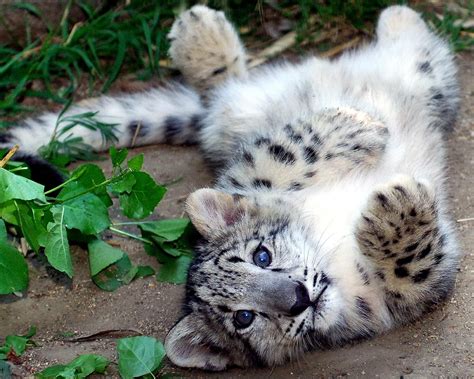 Snow Leopards Cubs Wallpapers - Wallpaper Cave