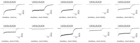 Paradigmatic De Novo GRIN1 Variants Recapitulate Pathophysiological ...