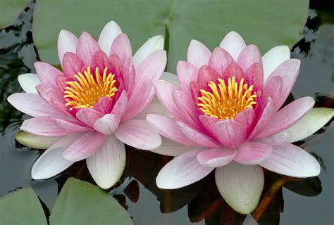 Image result for Turtle Java Eclipse