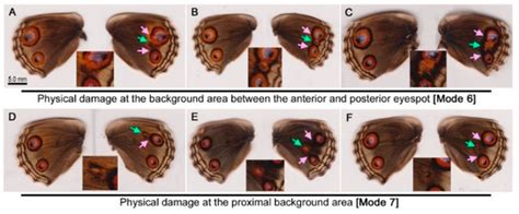 Long-Range Effects of Wing Physical Damage and Distortion on Eyespot ...