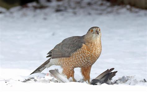 Cooper's Hawk | Audubon Field Guide