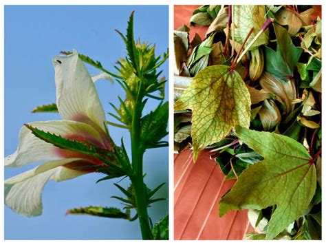 Tips to Treat Digestion Issues Naturally: This leafy green is a ...