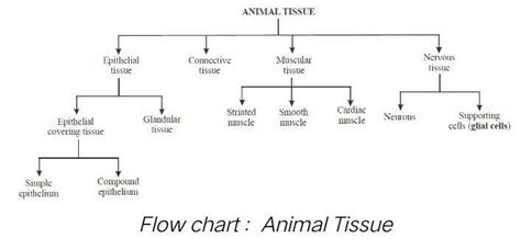 give the flow chart of animal tissue - Brainly.in