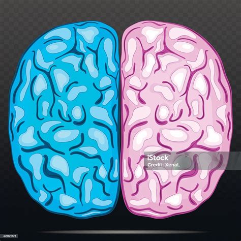 Ilustración de Hemisferio Izquierdo Y Derecho Del Cerebro Humano y más ...
