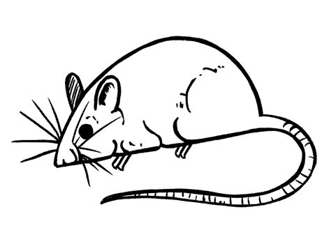Image result for Mouse Bot Drawing