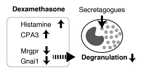 Suppression of IgE-Independent Degranulation of Murine Connective ...