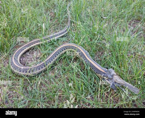Plains Garter Snake (Thamnophis radix Stock Photo - Alamy