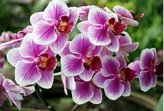 immagini fiori orchidee orchidee italiane orchidea caratteristiche delle immagini fiori orchidee orchidee italiane orchidea caratteristiche delle