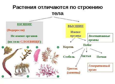 Биология таблица низшие растения