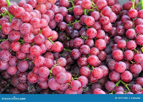 Red Seedless Grapes stock image. Image of healthy, grapes - 10171461