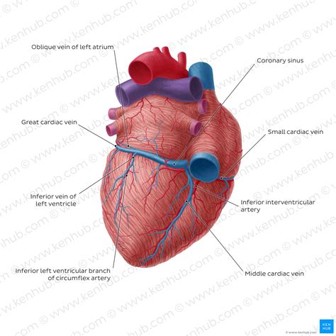 Heart anatomy: Structure, valves, coronary vessels | Kenhub