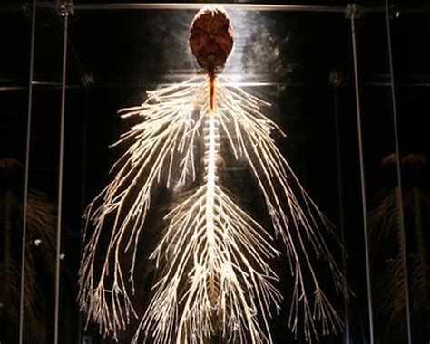 'Body Worlds' exhibit checks the pulse of modern life - nj.com