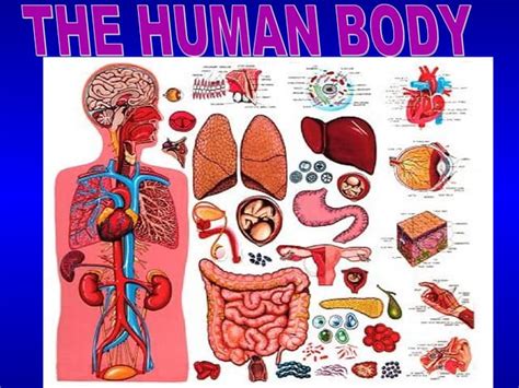 Biology Human Anatomy and Physiology 的图像结果