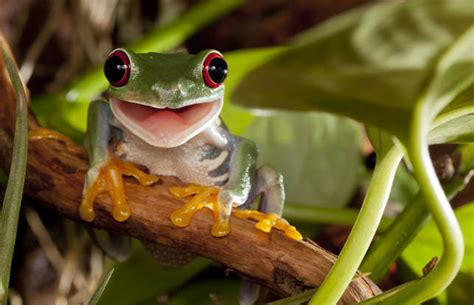 These smiling animals will brighten your day