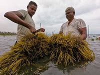 ICAR-CMFRI helps SC families in Tamil Nadu Village earn additional ...